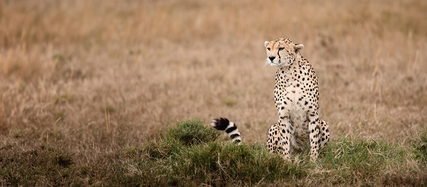 A cheetah sits alert on the short grass of the Mara North Conservancy, surveying the golden savannah stretching out behind it.