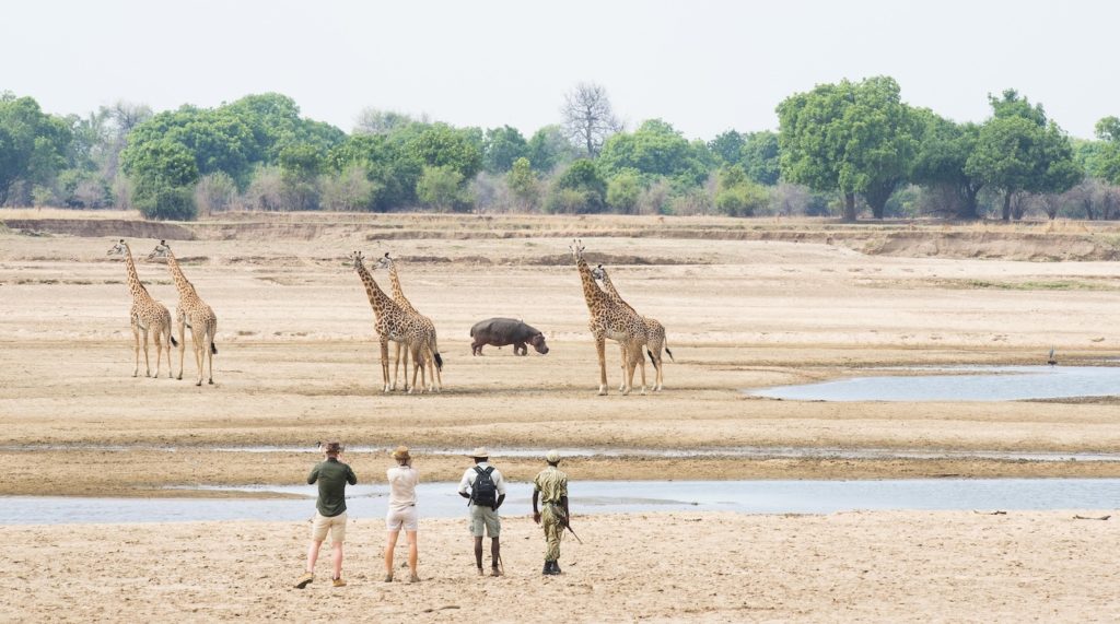 Walking African safaris in South Luangwa National Park, Zambia, with Kaingo Camp and Shenton Safaris.