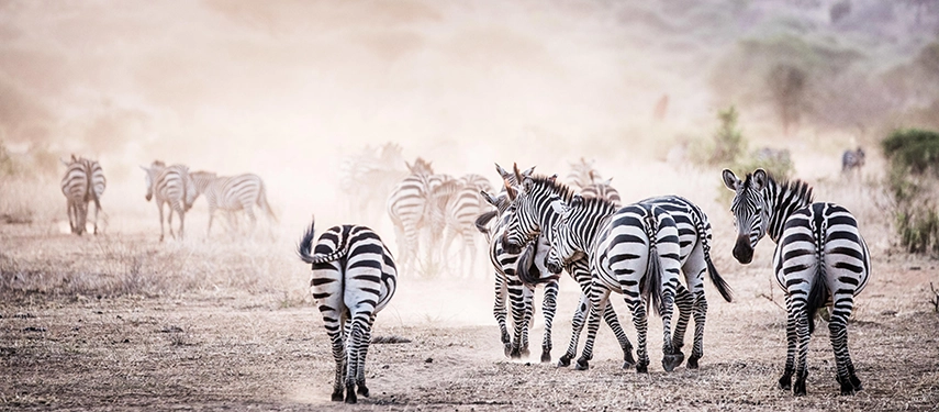 A small herd of zebra moves through dust-filled plains, their bold stripes standing out against the soft haze of the savannah.