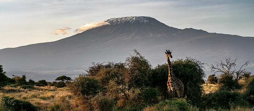 Tall giraffe peering out from behind acacia trees with Mount Kilimanjaro looming under a soft morning haze.
