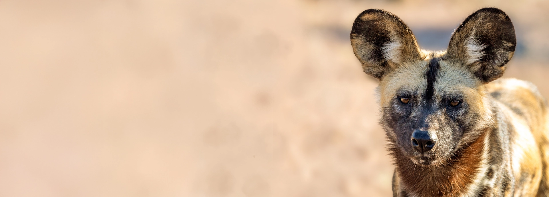 Close-up of an elephant shrew sitting among stone crevices with fine detail of its whiskers and fur.