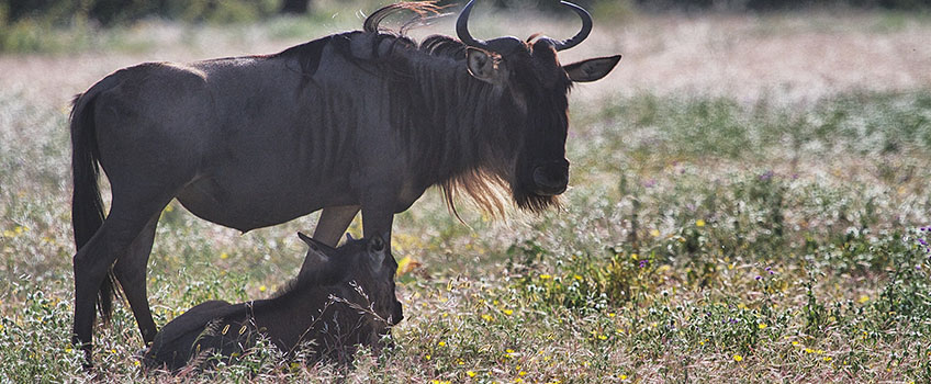 Wildebeest and calf during the Great Migration in Tanzania