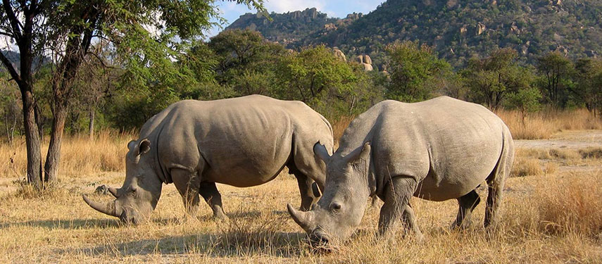 Amalinda Lodge is famous for its healthy population of endangered rhino