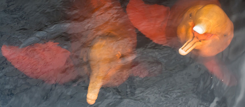 Pink river dolphins swimming in the murky waters of the Amazon