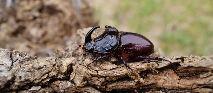 Macro shot of a rhinoceros beetle on a piece of wood, displaying its glossy horn and shell. 
