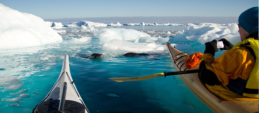 Tourists Kayaking with a Leopard Seal in Antarctica