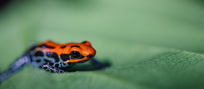Close up of a poison arrow frog in the Amazon Rainforest of Peru