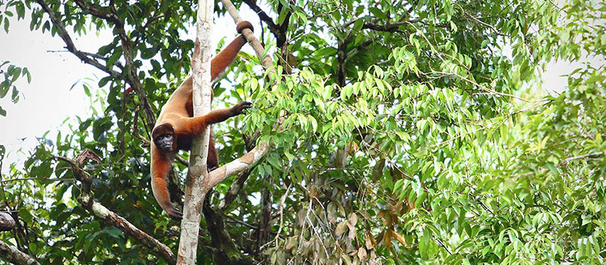 Howler monkey hanging by its tail in the Amazon Rainforest