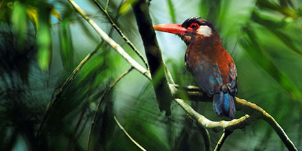 Vibrant Amazonian kingfisher sitting in a tree