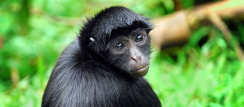 Endemic spider monkey in the Amazon Rainforest