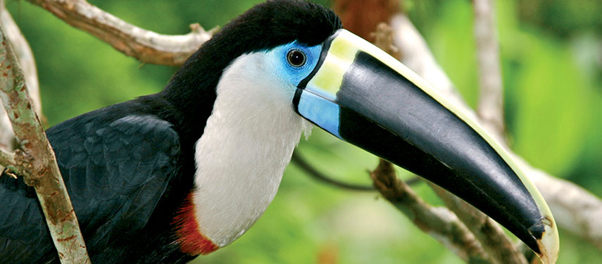 Close up of a toucan in the Amazon Rainforests of Peru