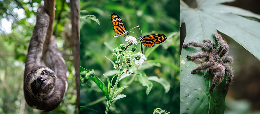 A sloth, butterflies and tarantulas are some of the wildlife to be seen on a luxury Amazon River cruise