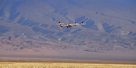 Atacama Desert Flying Flamingoes