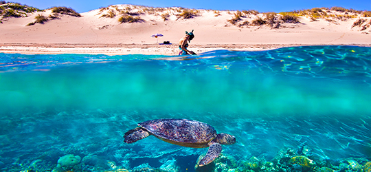 A green turtle and snorkeler in crystal-clear water on an Australian beach