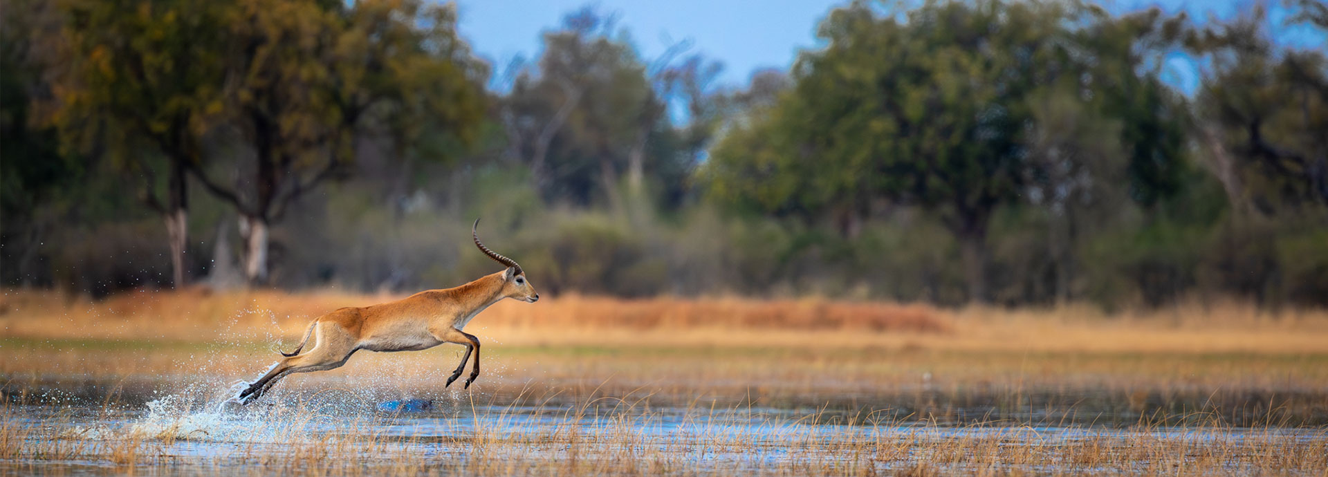 Spotting Lechwe on safari in Botswana's Okavango Delta