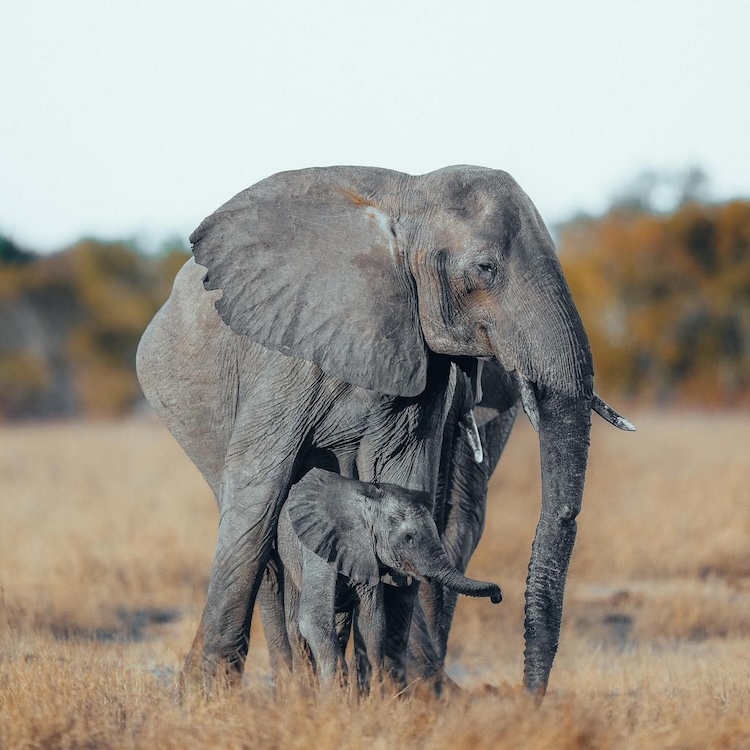Mother elephant and calf in Hwange National Park, Zimbabwe