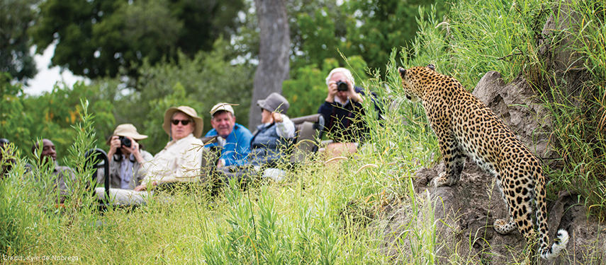 Beagle Expeditions leopard on safari in Botswana