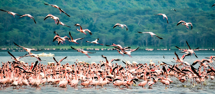 Flock of flamingos taking flight over a lake with hundreds more gathered in the water, set against a backdrop of lush forest in Kenya.