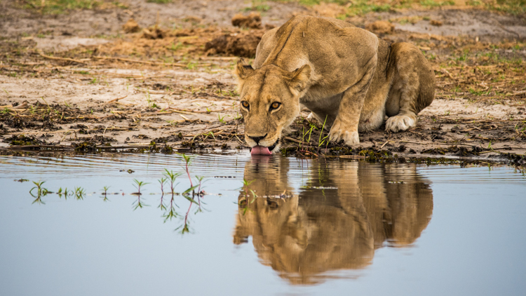 Lioness crouched by the water’s edge, drinking from a still pool with her reflection visible in the water. The dry season is the best time to visit Botswana for guaranteed wildlife sightings.