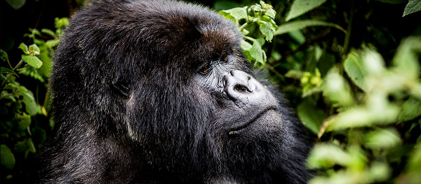 Close-up of a large adult gorilla in Rwanda's Volcanoes National Park