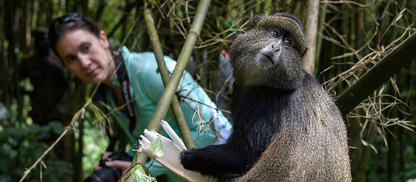 Woman watching a golden monkey in Volcanoes National Park Rwanda