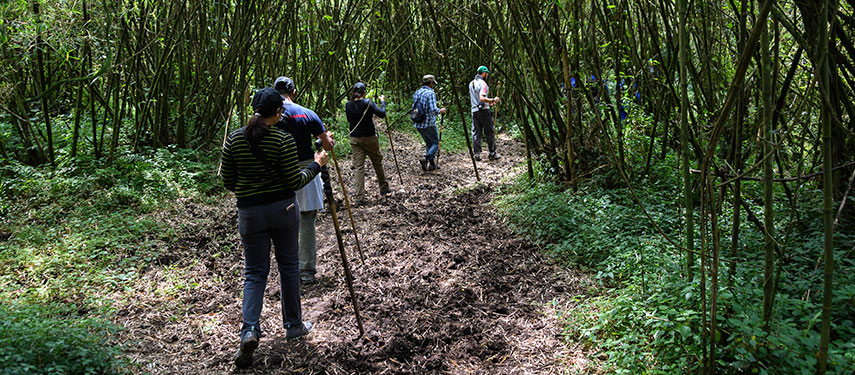 Group of tourists trekking through the foothills of Volcanoes National Park to see golden monkeys