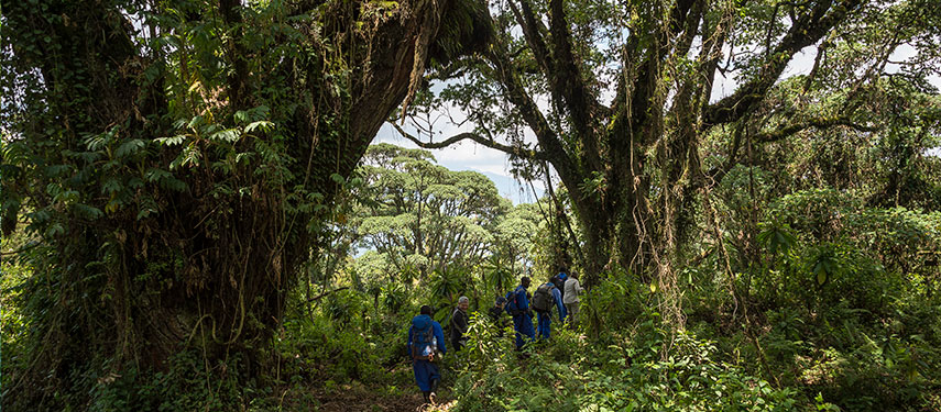 Group of tourists trekking through the forests of Volcanoes National Park to see gorillas
