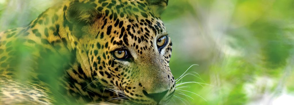 Leopards hiding in the dense flora are a highlight of Sri Lanka safaris