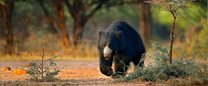A sloth bear can be spotted on Sri Lanka safaris