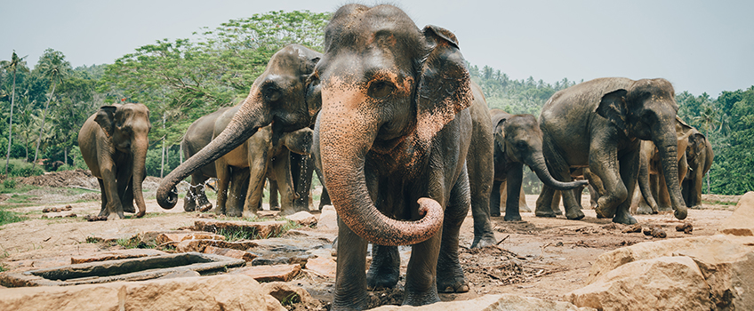A herd of elephant seen on Sri Lanka Safaris 