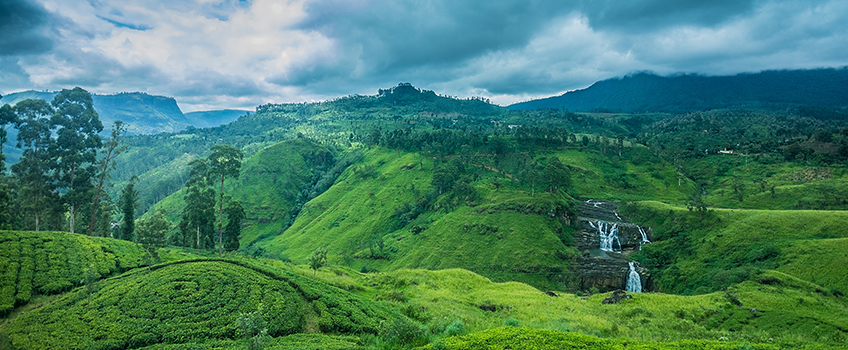 A tree plantation on the rolling hills of Sri Lanka