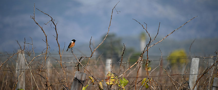 A songbird on a fence in South Africa