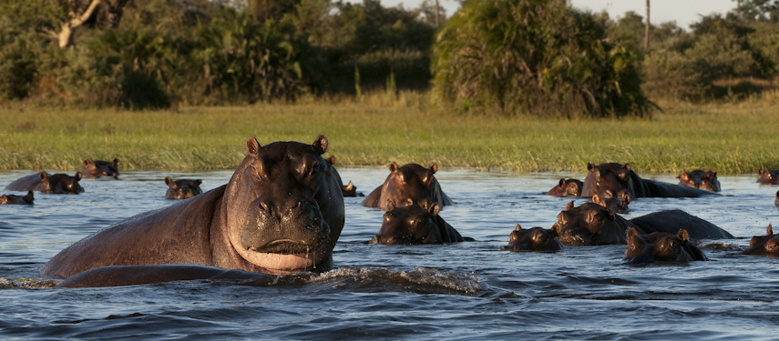 Hippo wallow in the waterways of the Okavango Delta