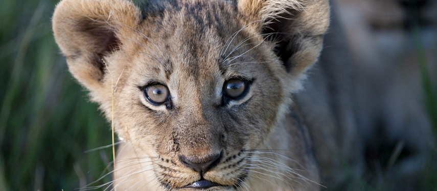Close-up of a wild lion cub in Botswana