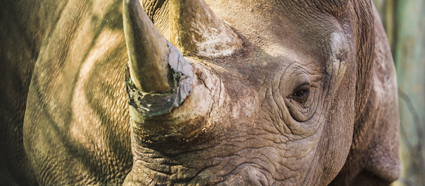 Close-up of a wild white rhino in Botswana