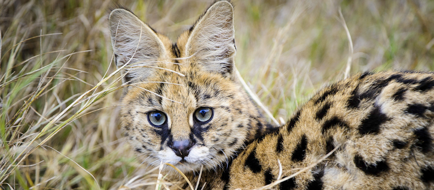 Serval hiding in long grass in Botswana