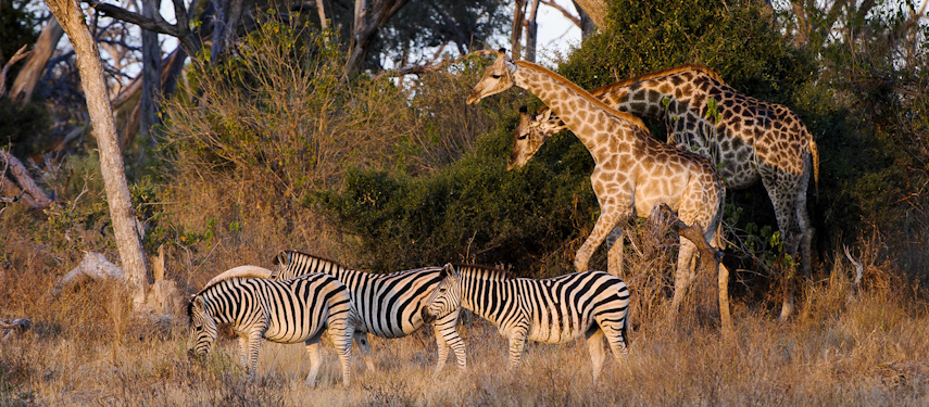 Zebra and giraffe graze at sunset in Botswana's Okvango region