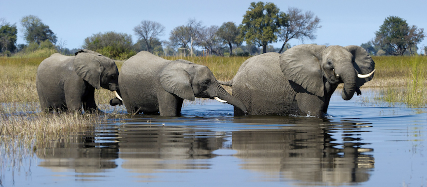 Family of elephants walk through the floodwaters of the Okavango Delta