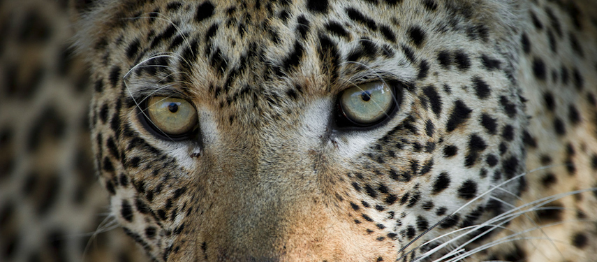 Close-up of leopard's face