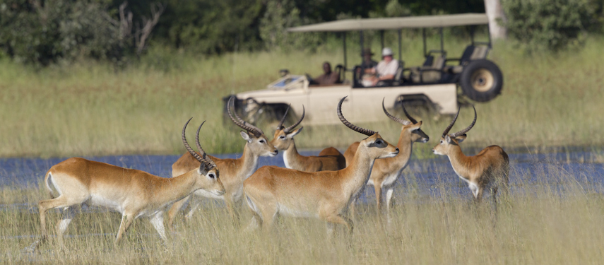 A game drive pauses to watch a herd of impala in the Okavango Delta, Botswana
