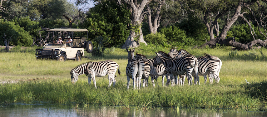 A game drive pauses to watch a herd of zebra in the Okavango Delta, Botswana