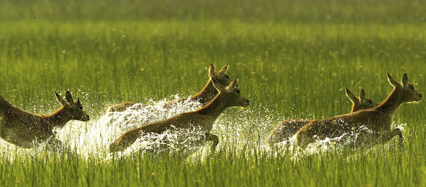 Lechwe antelope leaping through the floodwaters of the Okavango Delta