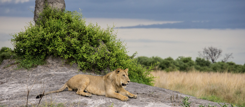 Female lion on the banks of Botswana's Okavango Delta