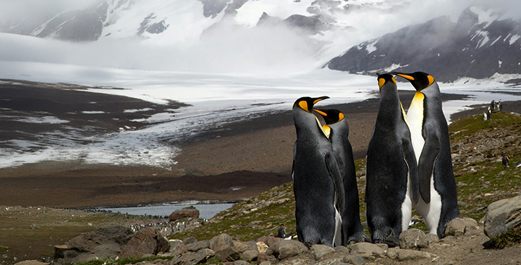 A group of king penguins overlooking a glacier in South Georgiaw