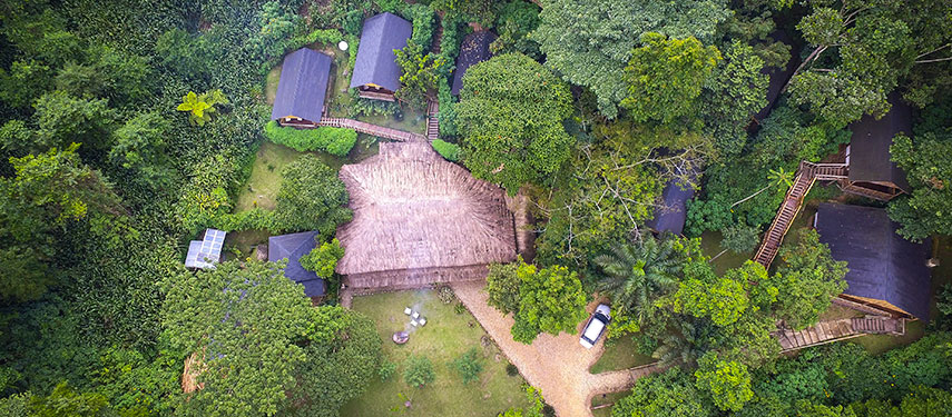 Buhoma Lodge, Uganda. Great Ape safari