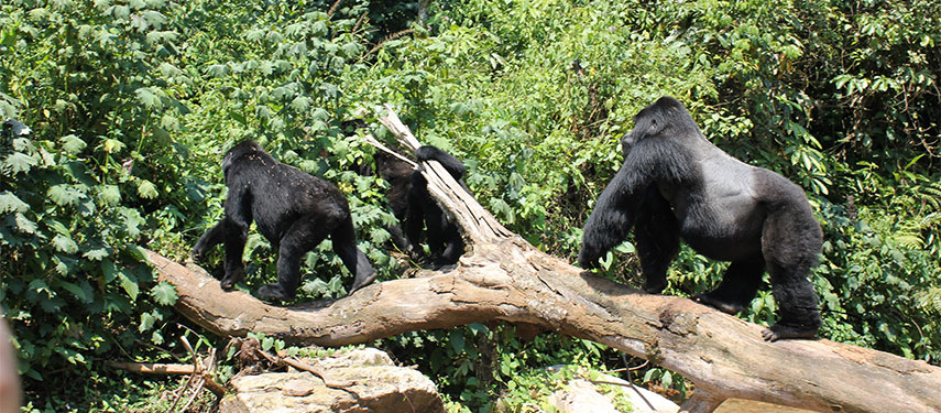 An unrivalled location for gorilla tracking at Clouds Mountain Gorilla Lodge