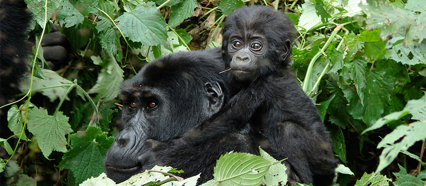 Mother and baby mountain gorilla spotted on a trek at Clouds Mountain Gorilla Lodge