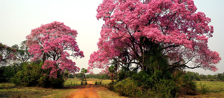 Explore the depths of the Pantanal when staying at Baiazinha Lodge