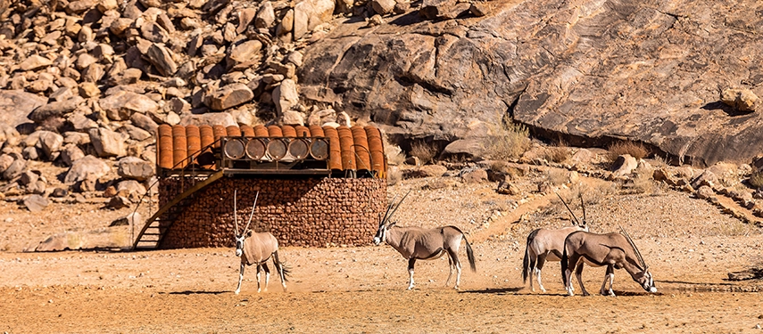 Three gemsbok grazing in front of a stone-walled suite at Camp Sossus set against a backdrop of dramatic desert cliffs.