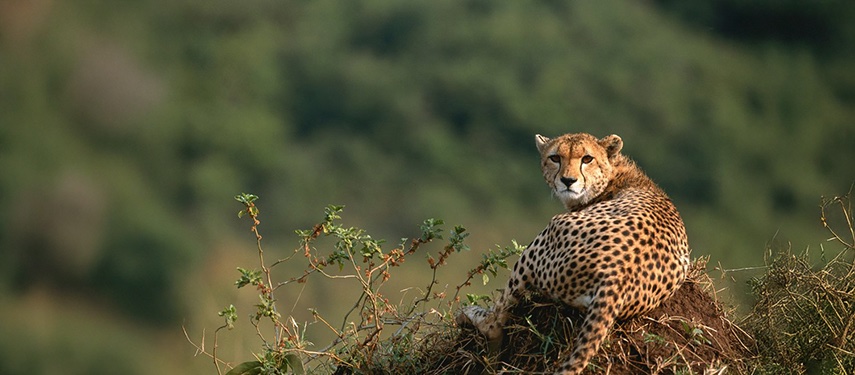 Cheetah Resting Hilltop Green Background